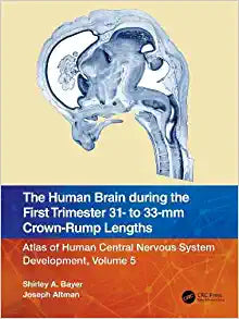 The Human Brain during the First Trimester 31- to 33-mm Crown-Rump Lengths: Atlas of Human Central Nervous System Development, Volume 5, 1st edition