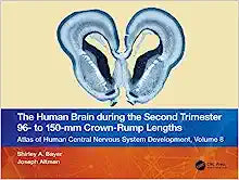 The Human Brain during the Second Trimester 96– to 150–mm Crown-Rump Lengths: Atlas of Human Central Nervous System Development, Volume 8 (Atlas of Human Central Nervous System Development, 8)