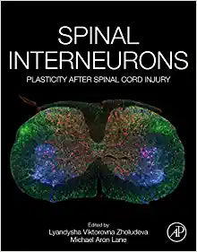 Spinal Interneurons: Plasticity after Spinal Cord Injury